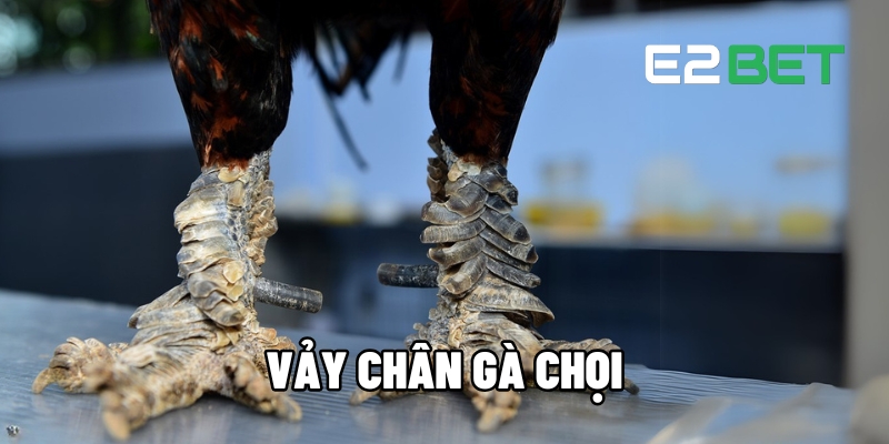 Vảy chân gà chọi